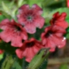 pulmonaria rubra - abriachan nurseries